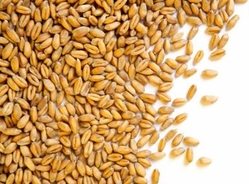 WHEAT from AL-GYAS EXPORTS PVT.LTD.   