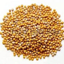 YELLOW MUSTARD SEED from FANCY INDIA CORP.