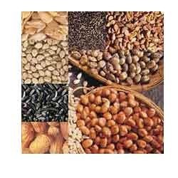 OIL SEEDS from NATHUBHAI COOVERJI & SONS