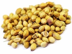 CORIANDER SEEDS (DHANIYA) from ORION TRADERS  